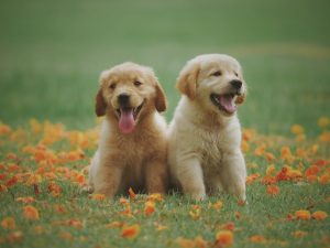 Read more about the article Training Tips for Puppies