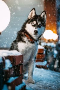 Read more about the article DIY Healthy Homemade Dog Shampoo