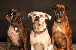 Read more about the article Adopting vs. Buying a Dog