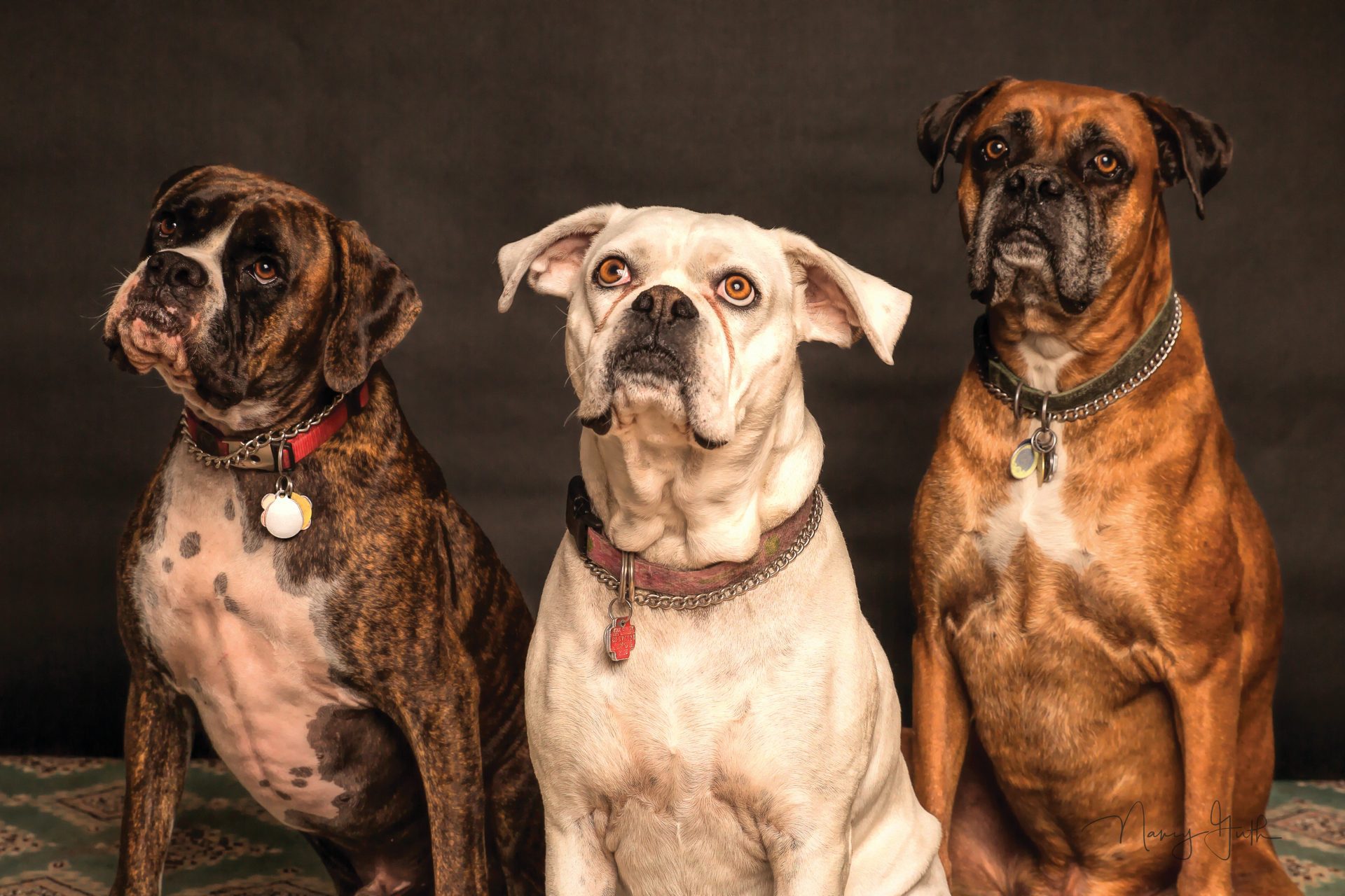 Read more about the article Adopting vs. Buying a Dog