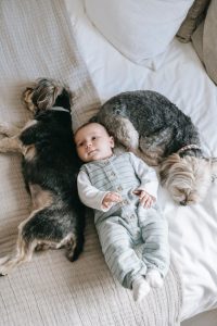 Read more about the article How to Prepare Your Dog for a New Baby