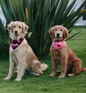 Read more about the article Choosing the Right Dog Shampoo for Your Furry Friends.