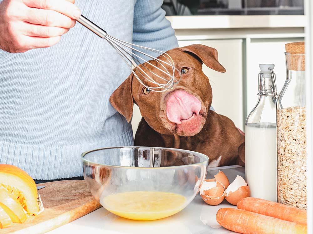 Read more about the article Creating homemade treats for your pup!