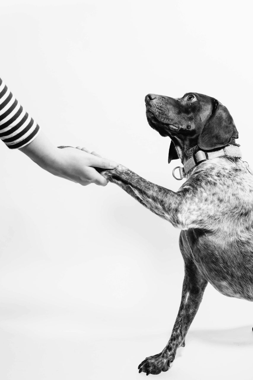 Read more about the article Understanding Dog Body Language